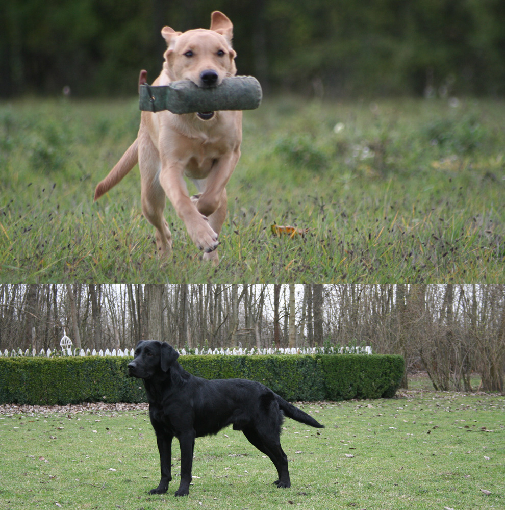 Hover Image