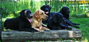 Labrador gelb und schwarz