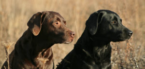 Labrador Retriever braun und schwarz