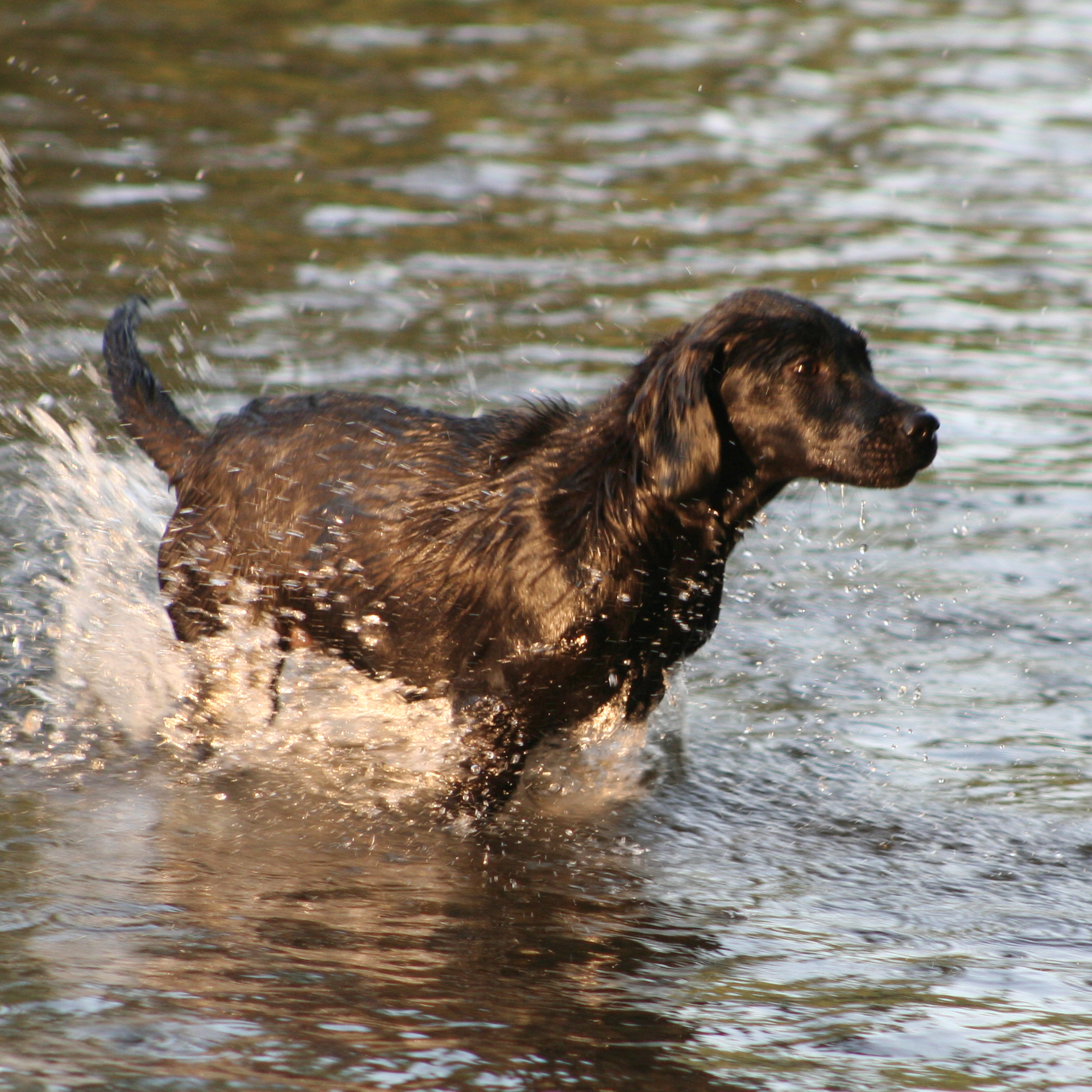 Hover Image